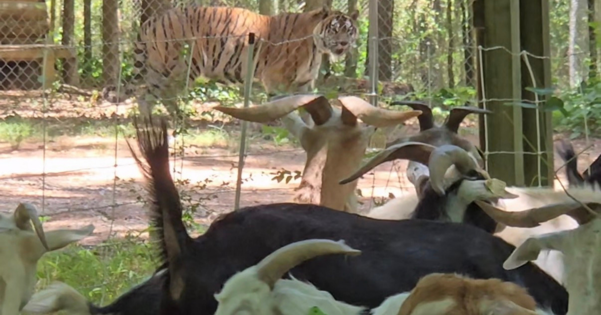 At Carolina Tiger Rescue, the landscapers are goats and the audience is tigers :: WRAL.com