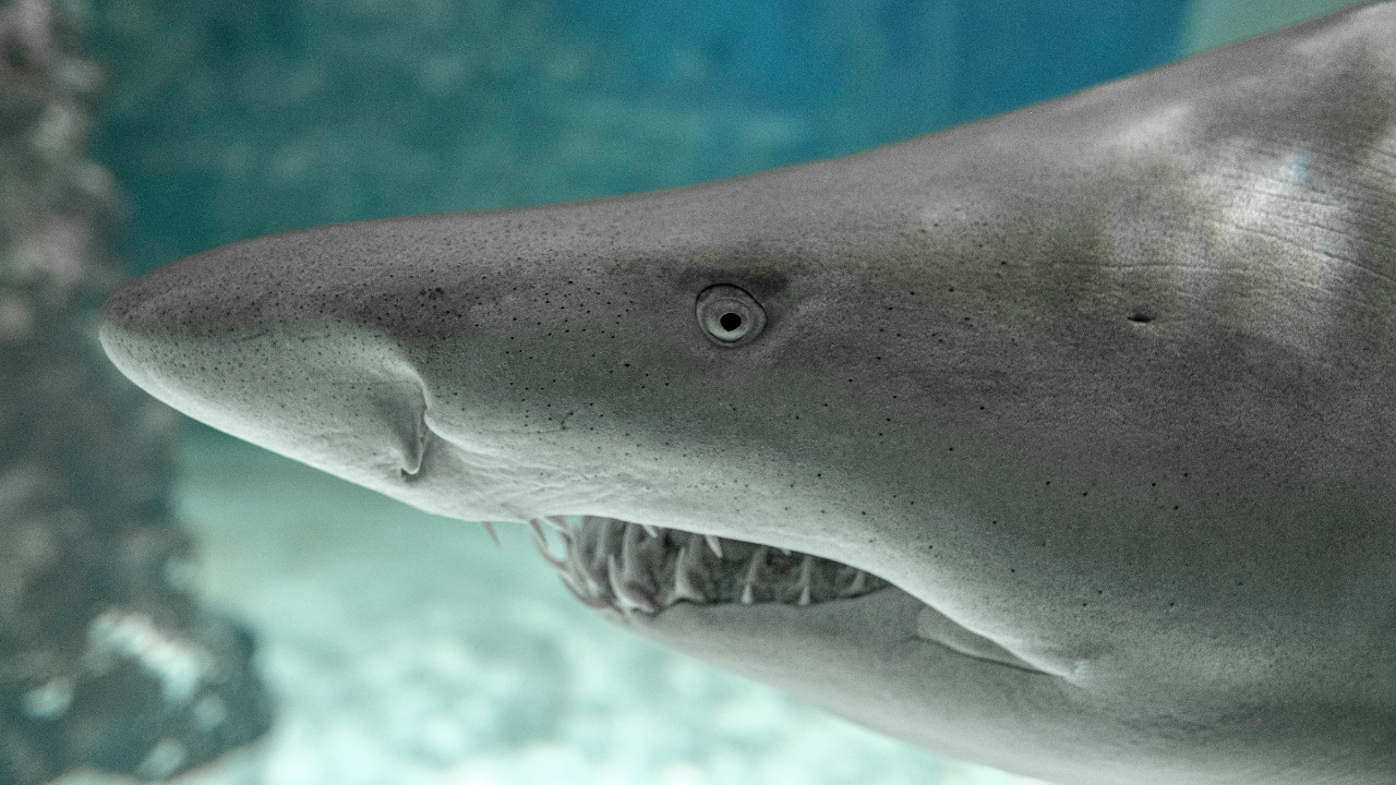 Image: Canva 5. Grand Strand Region, South Carolina