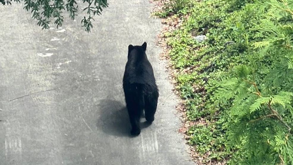 Black bear spotted in Emerald Isle. (Photo courtesy: Cathy Ingle)