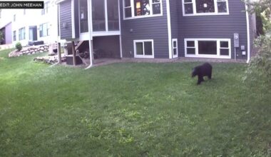 Neighbors in Twin Cities report seeing bear wandering through backyards