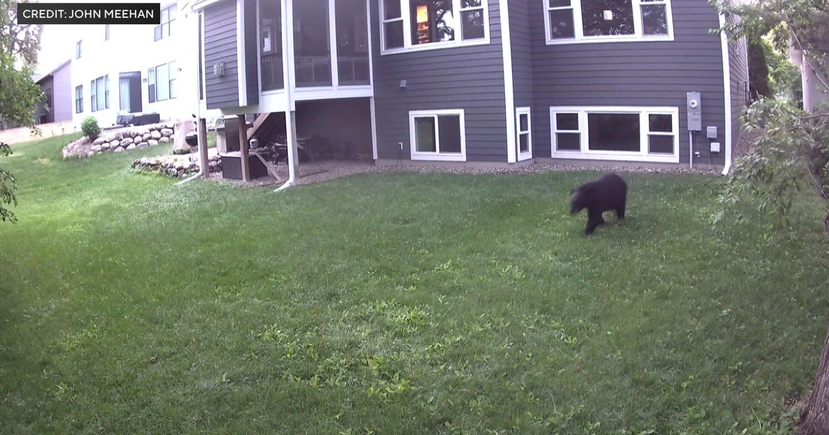 Neighbors in Twin Cities report seeing bear wandering through backyards
