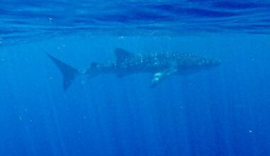 Rare whale shark sighting off North Carolina coast :: WRAL.com