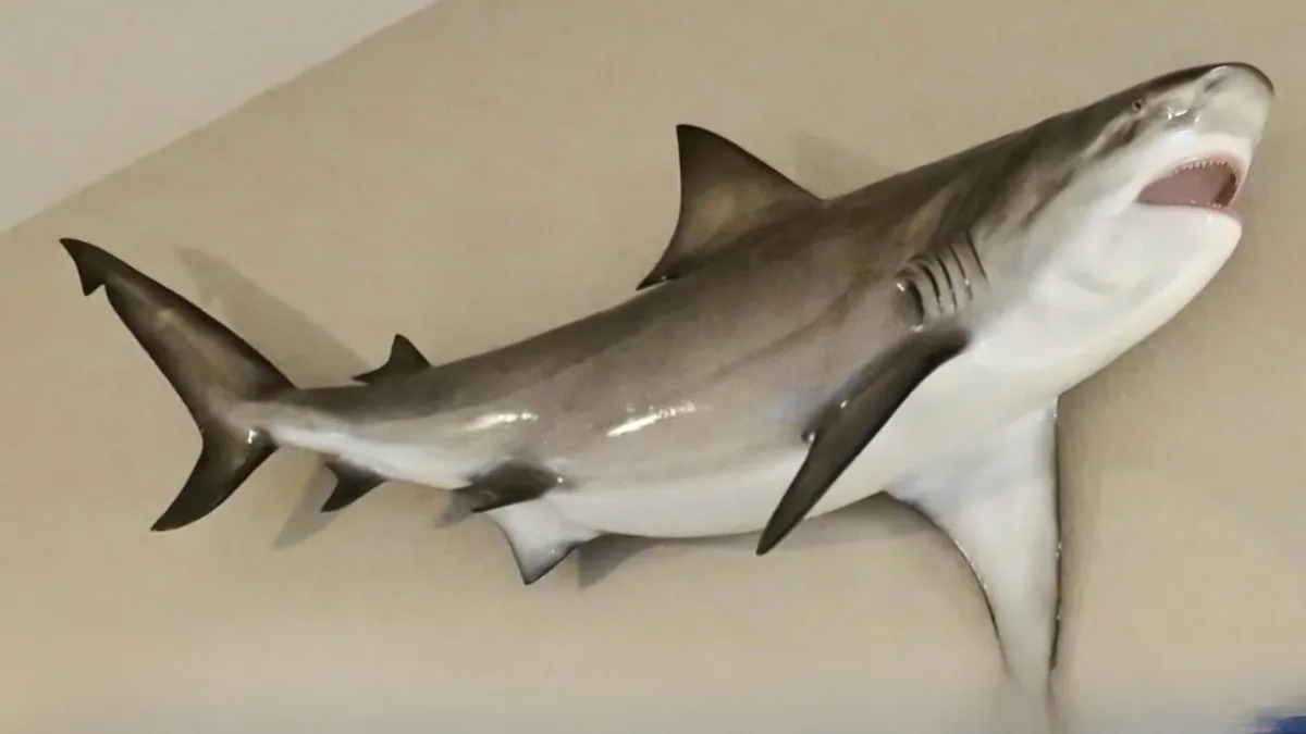 A Florida Man Wants His Beloved 7-Foot Shark Back After Someone Stole It From His Front Porch