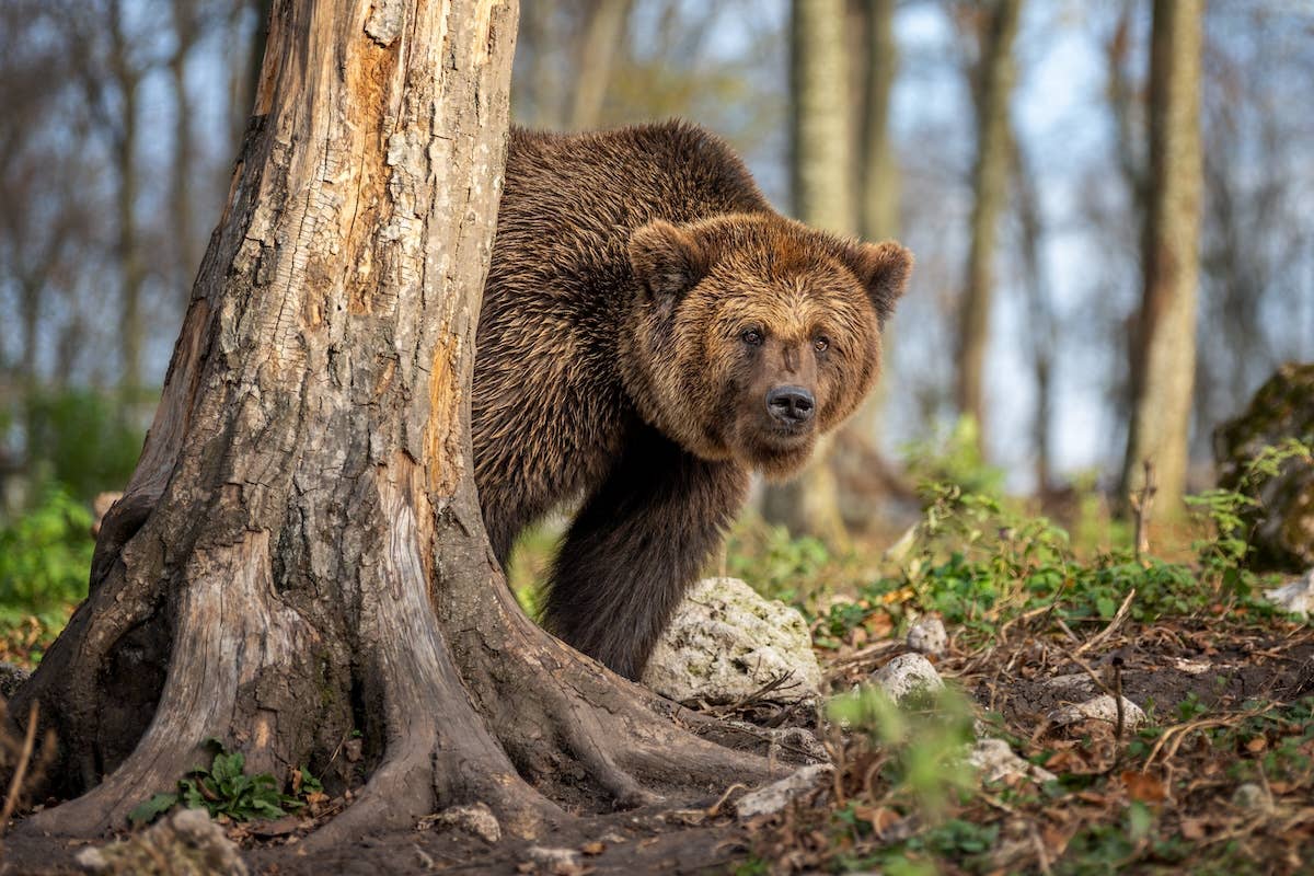 This Bear Spent Over 20 Years in a Cage—Watch the Moment She Finally Feels Joy