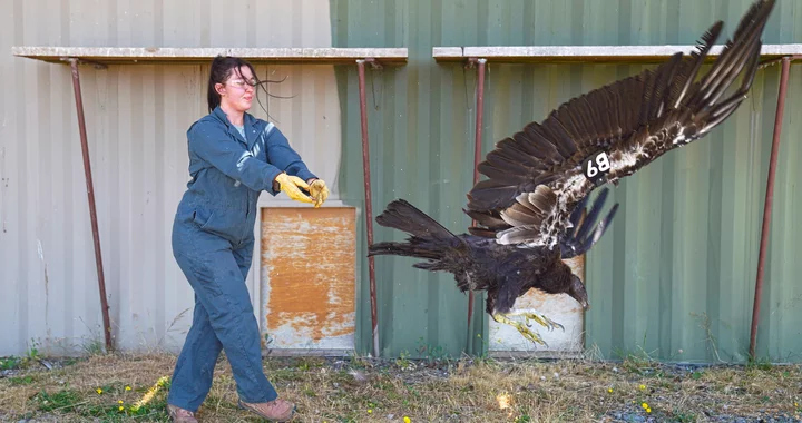 A Yurok Condor Took a Four-Day Tour of Southern Oregon's Main Attractions Last Month, Making Her the First California Condor to Fly in Beaver State Skies in Over a Century | Lost Coast Outpost