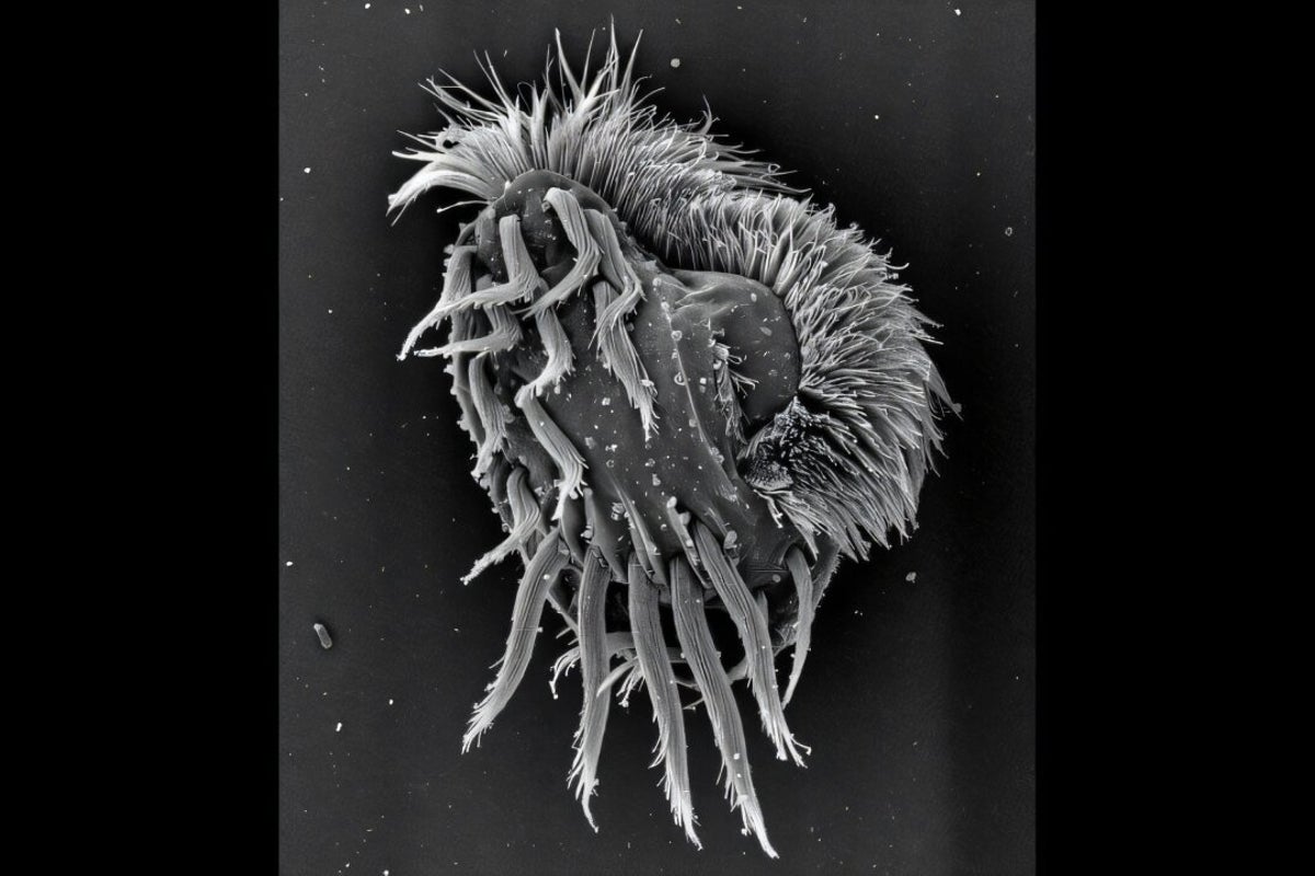 Cannibal ‘supergiant’ microbe found hunting and devouring members of own species