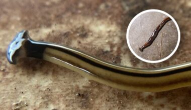 Don’t touch: Hammerhead worms are toxic and invasive – and they might be in your state