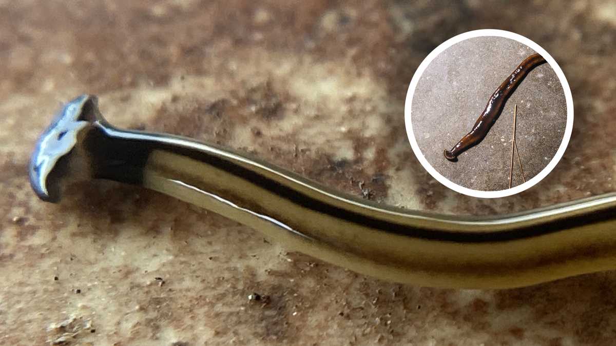 Don’t touch: Hammerhead worms are toxic and invasive – and they might be in your state