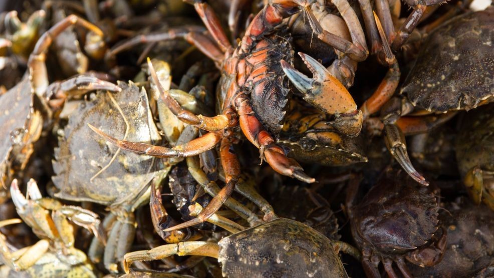 Green crabs continue to make an impact on Maine's natural habitat and native plants. (P. McAleenan)