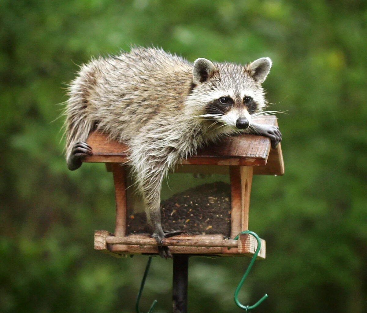 What to Know About Raccoons in Your Yard