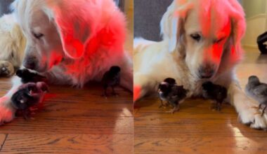 Golden Retriever Says Yes To Seeing His ‘Babies,’ Then Rushes Over To Snuggle Them