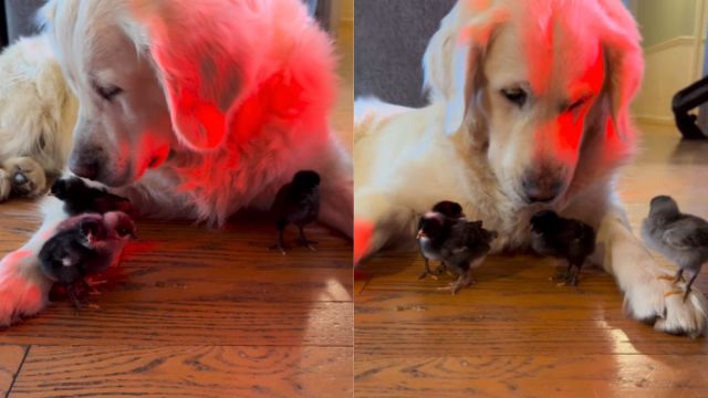Golden Retriever Says Yes To Seeing His ‘Babies,’ Then Rushes Over To Snuggle Them