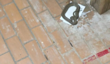 Naturalist rescuing garter snake from glue trap ends up with a hand like a rubber glove