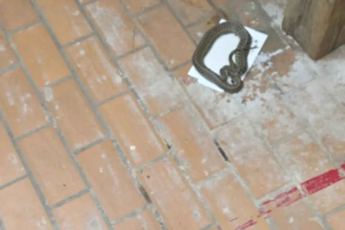 Naturalist rescuing garter snake from glue trap ends up with a hand like a rubber glove