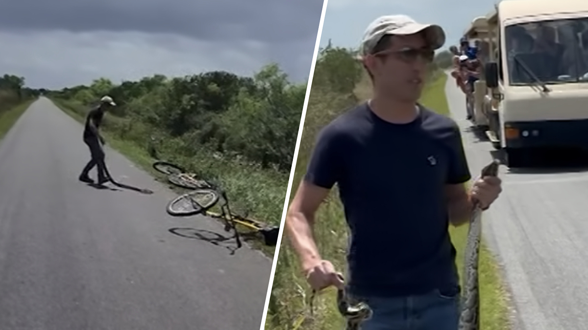 Man who wrangled invasive python in Everglades National Park has citation dropped – NBC 6 South Florida