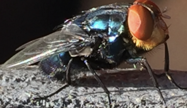 Pennsylvania, New Jersey take precautions against invasive New World Screwworm that threatens pets, livestock