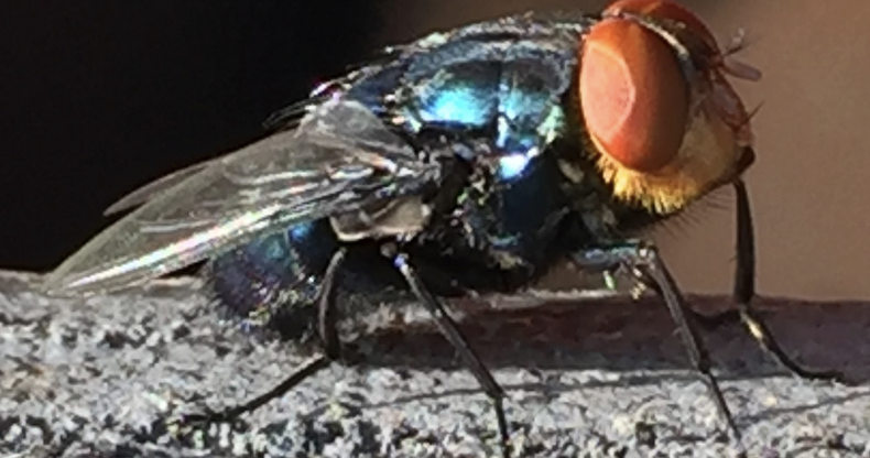 Pennsylvania, New Jersey take precautions against invasive New World Screwworm that threatens pets, livestock