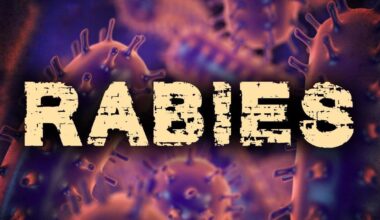 Rabid raccoon found in Wicomico County | Latest News