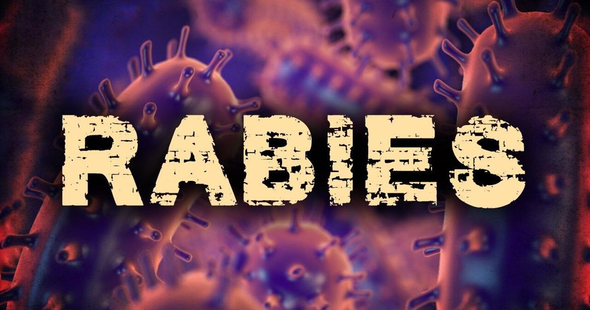 Rabid raccoon found in Wicomico County | Latest News