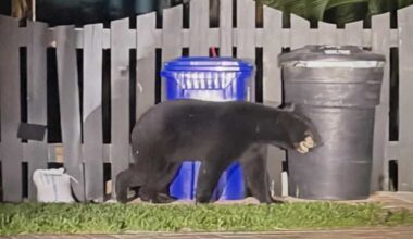 Black bear spotted on Evans Avenue in Fort Myers