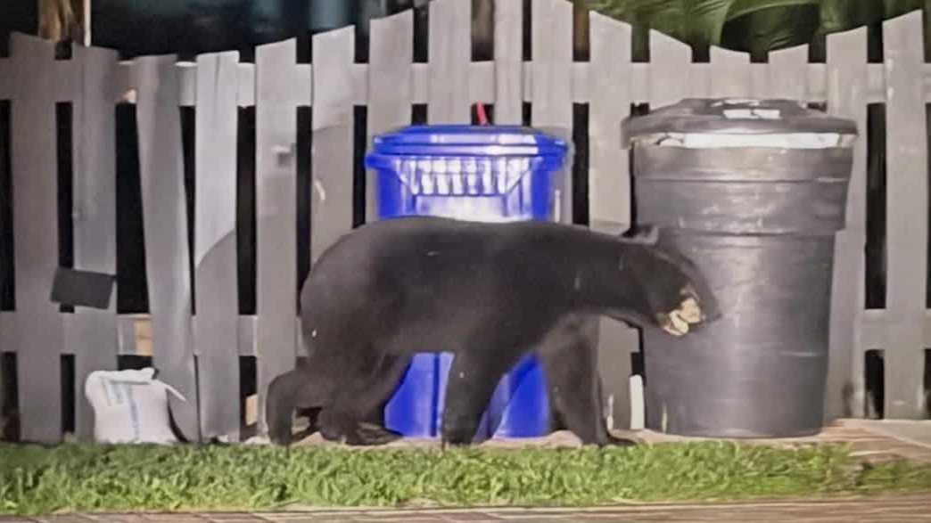 Black bear spotted on Evans Avenue in Fort Myers