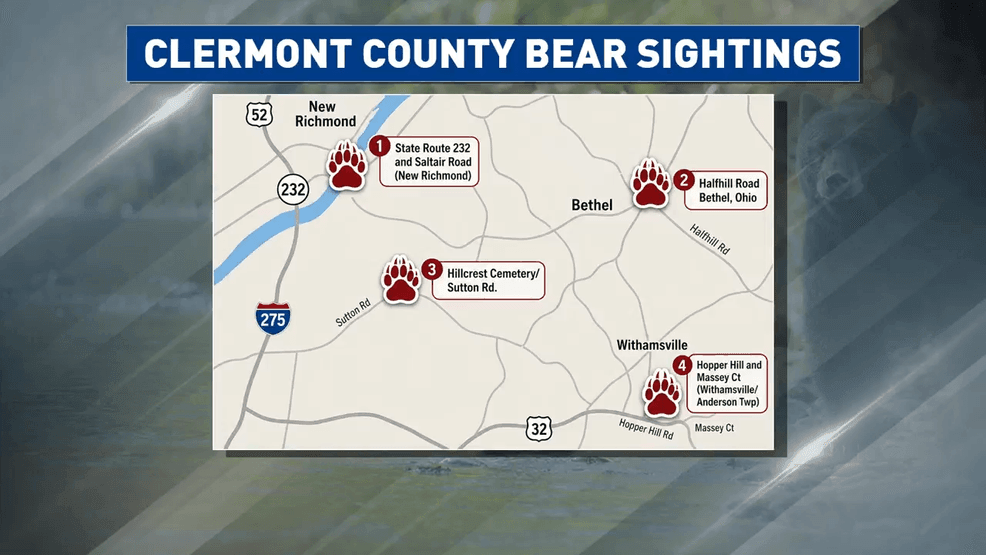 A black bear has been making its way across Cincinnati's east side, generating excitement among residents who are not used to seeing the animals in the area. (Provided)