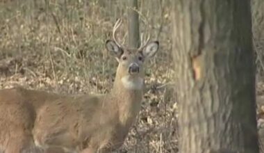 Minnesota expands deer feeding ban to 5 more counties | News