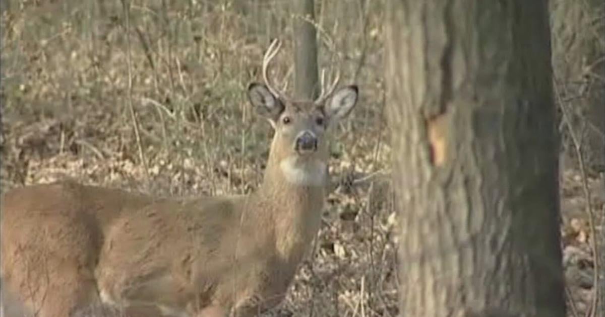 Minnesota expands deer feeding ban to 5 more counties | News