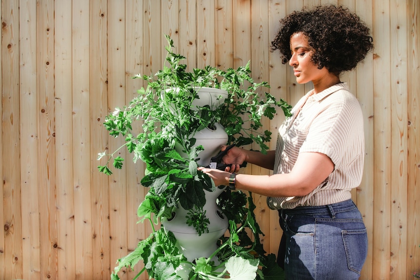 A woman tending to a tiered vertical garden outdoors, growing a plant that looks like a pumpkin vine.