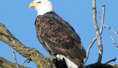 Night Mares postpone Friday fireworks due to nesting bald eagle | News