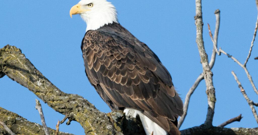 Night Mares postpone Friday fireworks due to nesting bald eagle | News