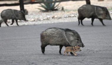 What to know about Arizona javelinas