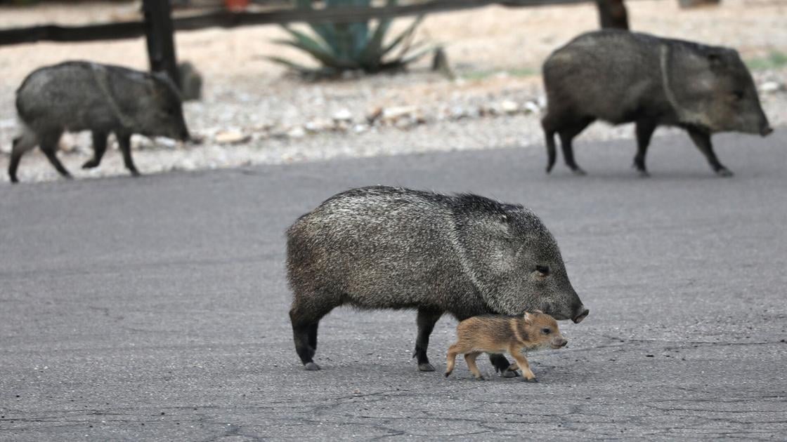 What to know about Arizona javelinas