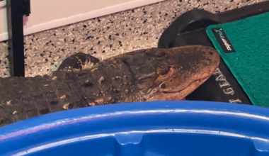 Longview Lake alligator in temporary home at Animal Control