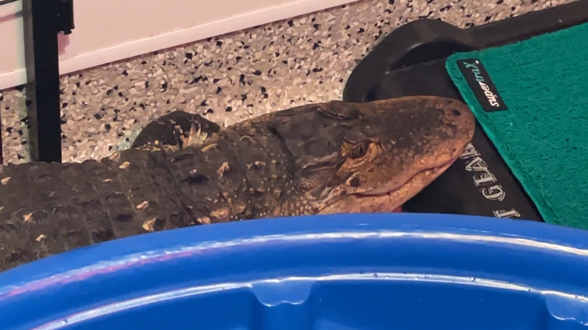 Longview Lake alligator in temporary home at Animal Control