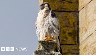 Worcester Cathedral welcomes back family of peregrine falcons - BBC
