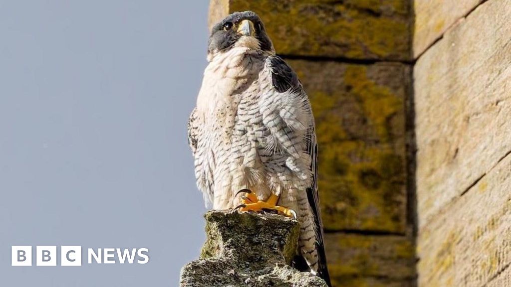 Worcester Cathedral welcomes back family of peregrine falcons - BBC