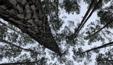 SC drought leaves local trees dried out and vulnerable