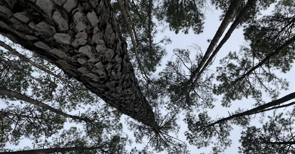 SC drought leaves local trees dried out and vulnerable
