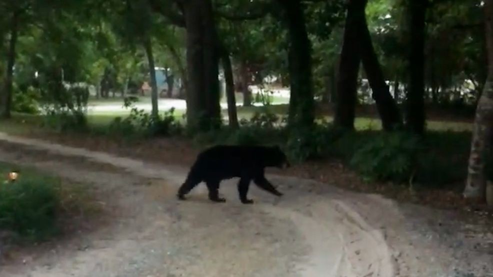 Black bear spotted in Atlantic Beach (Photo courtesy: Rusty Cutshaw)