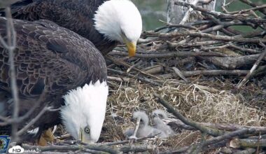 2 eaglets fledge from Lancaster County bald eagle nest | Local News