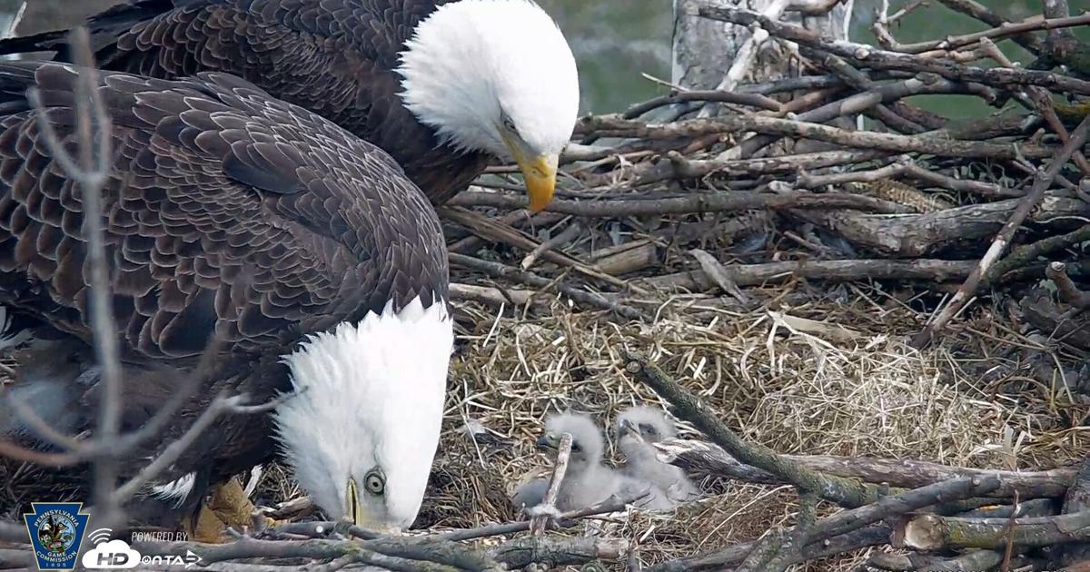 2 eaglets fledge from Lancaster County bald eagle nest | Local News