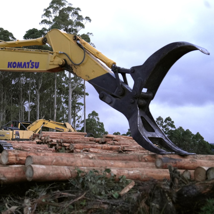 Two yellow excavators with claw attachments sit next to piles of logs. The end of a forest can be seen in the background.
