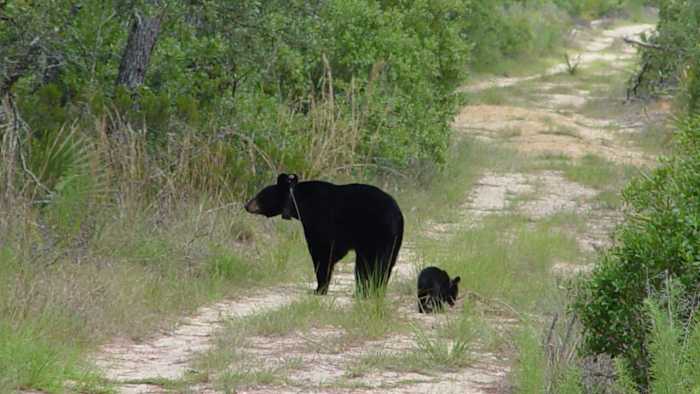 Bears in your area? Here’s what to do