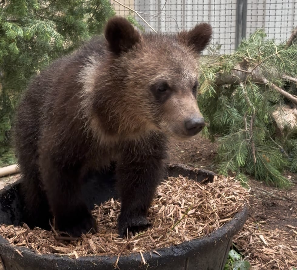 One of the orphaned bear cubs that arrived at Cheyenne Mountain Zoo.