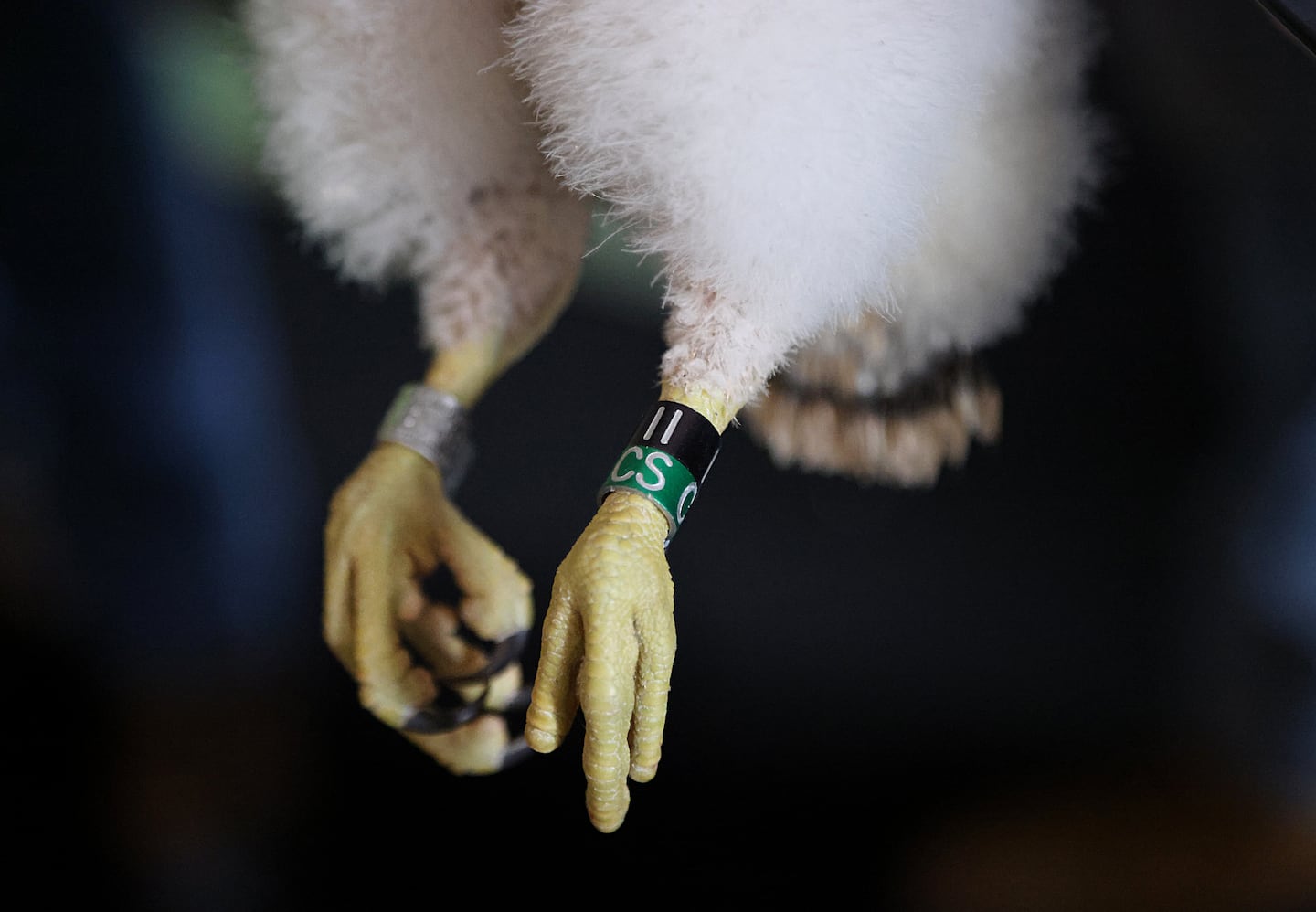 A four week old peregrine falcon chick that just got banded. 