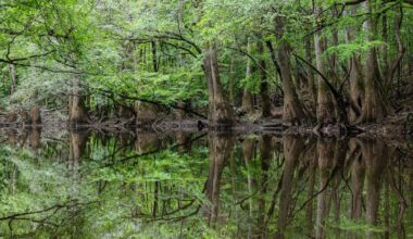 Congaree River nurdles: Riverkeeper sues Alpek, Eastman