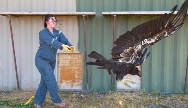 Endangered condor makes 380-mile trip to Medford area | Community