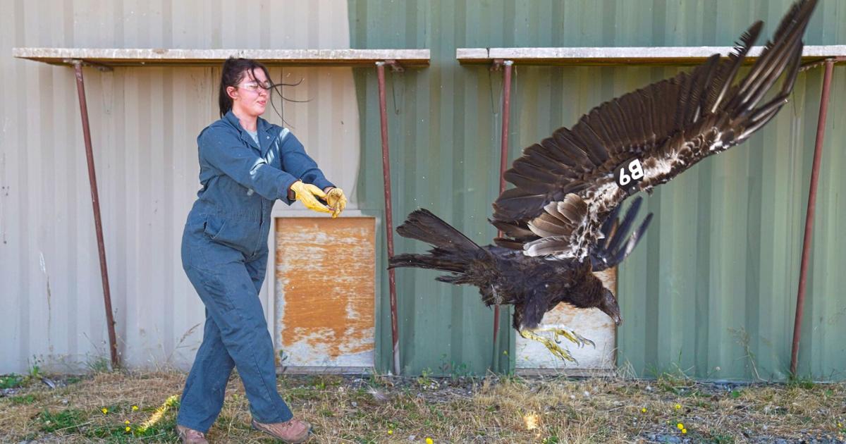 Endangered condor makes 380-mile trip to Medford area | Community