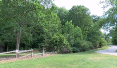Iowa black bear sightings rising as animals reclaim native range | News